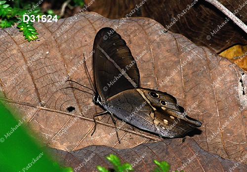 Pierella hyalinus